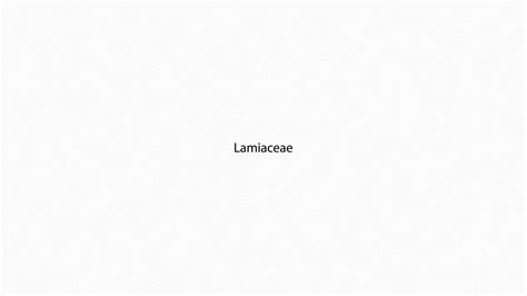 lamiaceae pronunciation